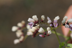 Dalbergia lanceolaria